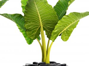 alocasia macrorrhiza 3D Model
