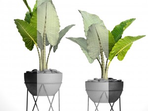alocasia macrorrhiza 3D Model