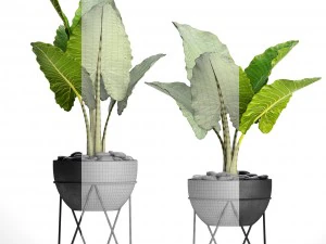 alocasia macrorrhiza 3D Model