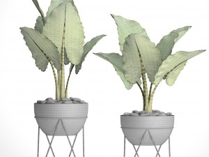 alocasia macrorrhiza 3D Model