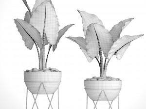 alocasia macrorrhiza 3D Model