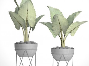 alocasia macrorrhiza 3D Model