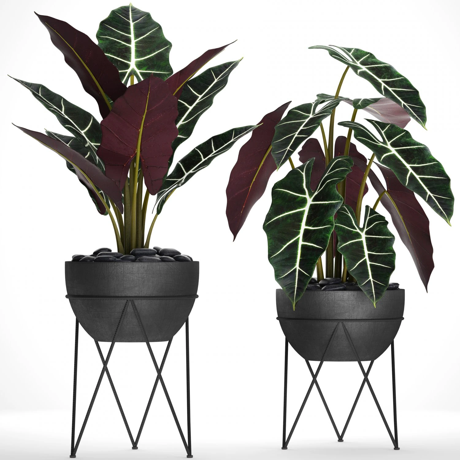 alocasia 3D Model .c4d .max .obj .3ds .fbx .stl .blend 