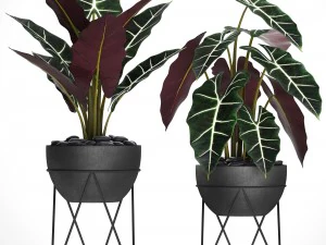 alocasia Modelo 3D