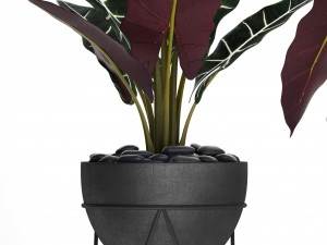 alocasia 3D 模型