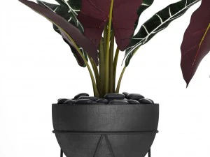 alocasia 3D Model