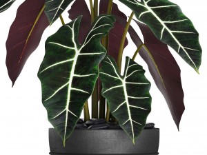alocasia 3D 模型