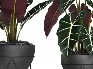alocasia 3D Model