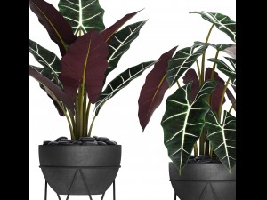 alocasia 3D 模型