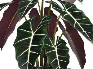 alocasia 3D 模型