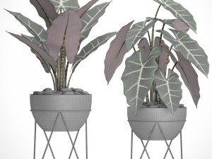 alocasia 3D 模型