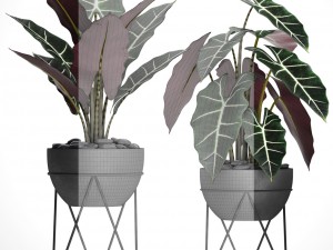alocasia 3D 模型
