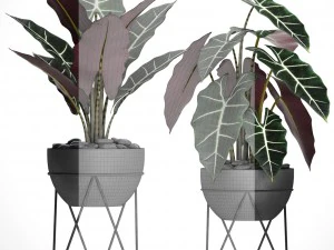 alocasia 3D Model