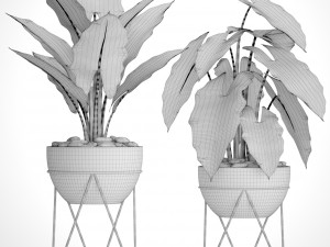 alocasia 3D 模型