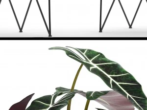 alocasia 3D Model