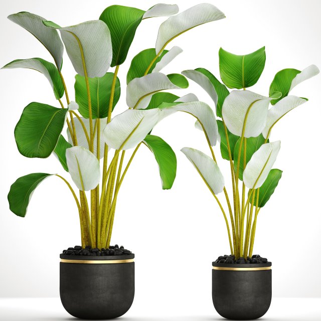 collection plants banana 3D Model .c4d .max .obj .3ds .fbx .stl .blend 