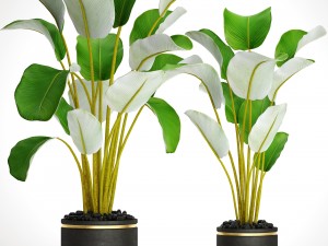 collection plants banana Modelo 3D