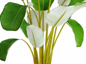 collection plants banana 3D Model