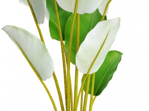 collection plants banana 3D Model
