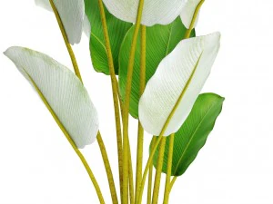 collection plants banana 3D Model
