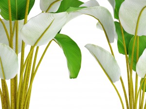 collection plants banana 3D Model