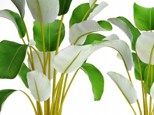 collection plants banana 3D Model