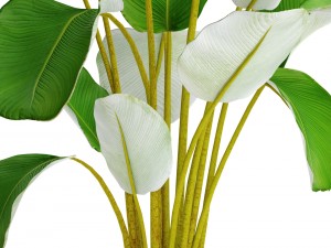 collection plants banana 3D Model
