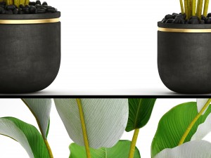 collection plants banana 3D Model