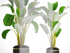 collection plants banana 3D Model
