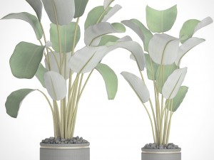 collection plants banana 3D Model