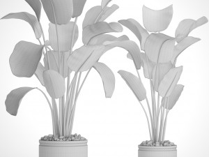 collection plants banana 3D Model