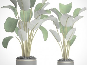 collection plants banana 3D Model