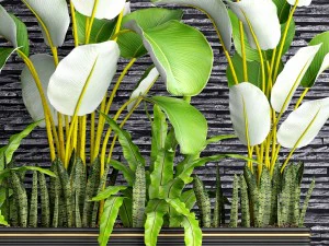 collection plants 3D Model