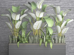 collection plants 3D Model