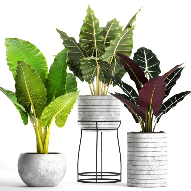 alocasia set 3D Model .c4d .max .obj .3ds .fbx .stl .blend 