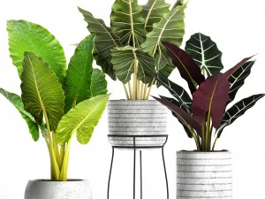 conjunto de alocasia Modelo 3D