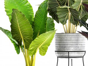 alocasia set 3D Model