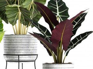 alocasia set 3D Model
