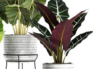 alocasia set 3D Model