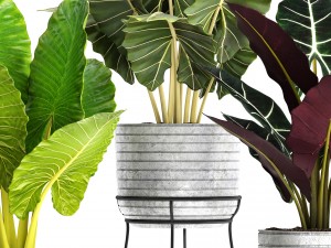 alocasia set 3D Model