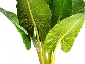 alocasia set 3D Model