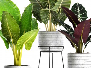 alocasia set 3D Model