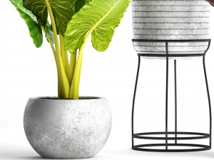 alocasia set 3D Model