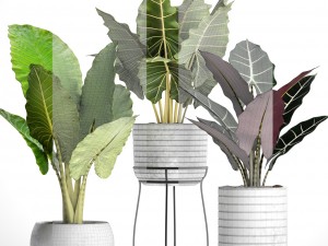 alocasia set 3D Model
