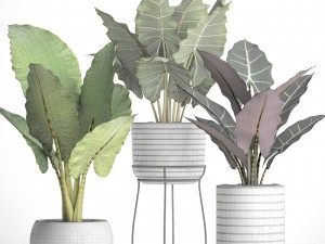 alocasia set 3D Model