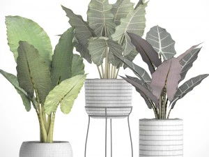 alocasia set 3D Model