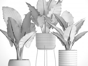 alocasia set 3D Model