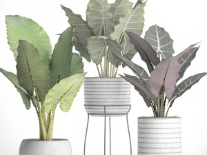 alocasia set 3D Model