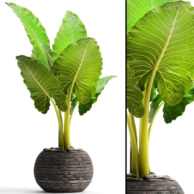 alocasia macrorrhiza Model 3D .c4d .max .obj .3ds .fbx .stl .blend 