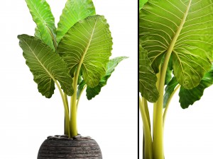 alocasia macrorrhiza 3D Model